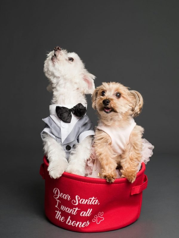 pexels-goochie-poochie-3361746 pexels-goochie-poochie-3361746